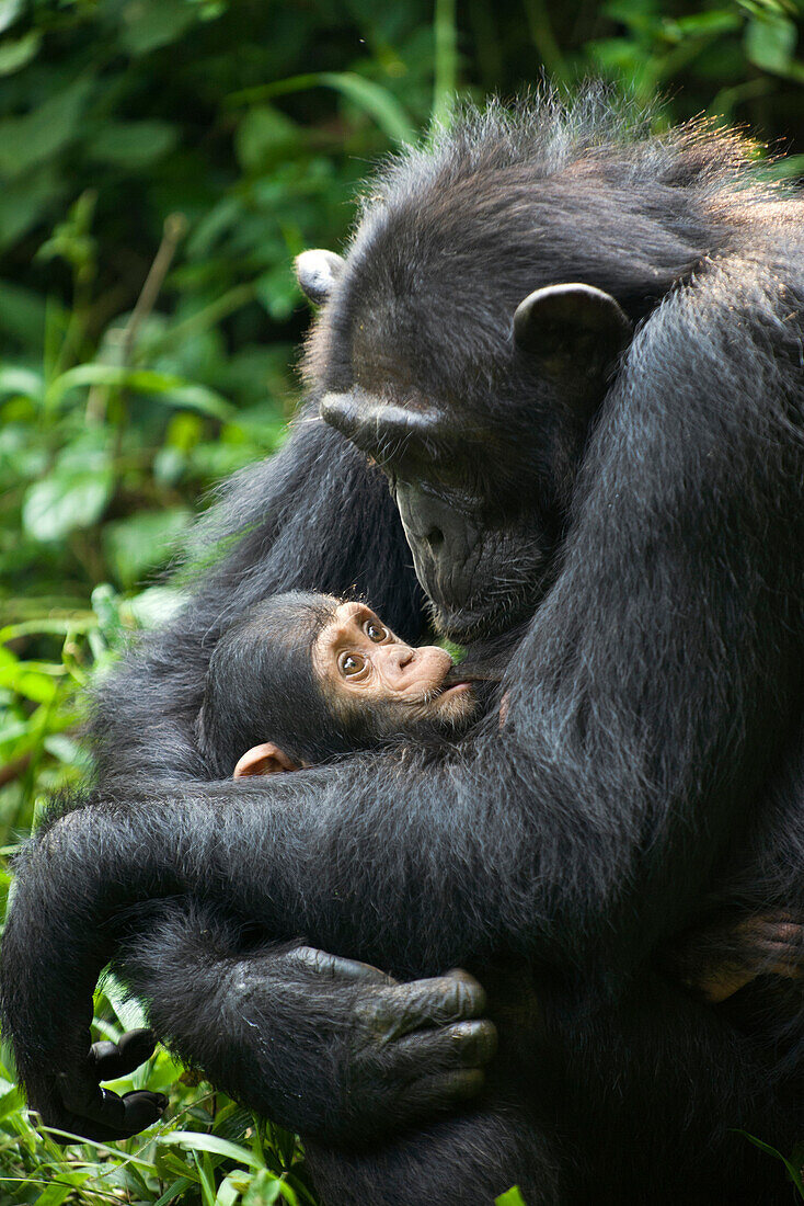 Chimpanzee (Pan troglodytes) mother with suckling four month old infant, western Uganda
