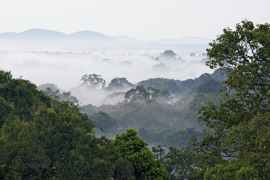 Kibale Forest covered in mist, western Uganda