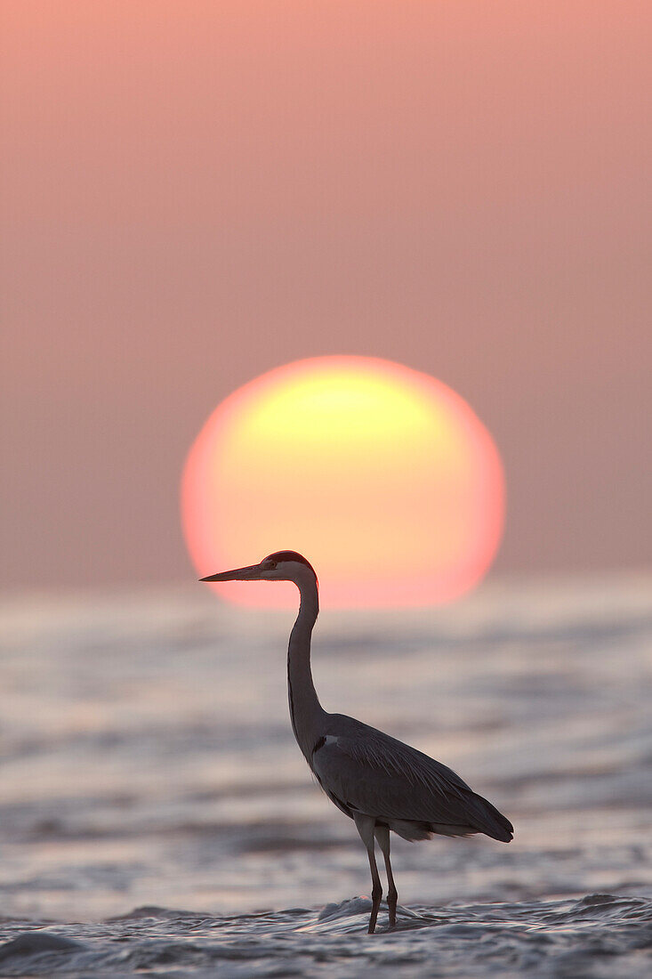Grey Heron (Ardea cinerea) silhouetted at sunset, Hawf Protected Area, Yemen