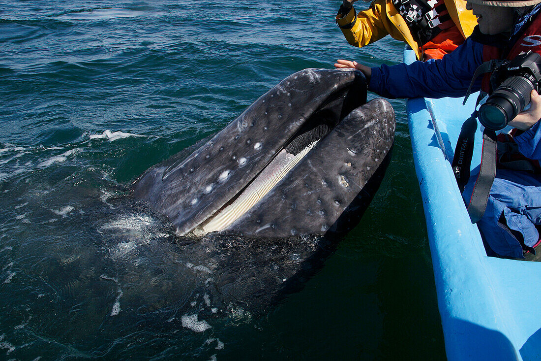Gray Whale (Eschrichtius robustus) calf being pet by tourists on whale watching boat, showing baleen plates, San Ignacio Lagoon, Baja California, Mexico