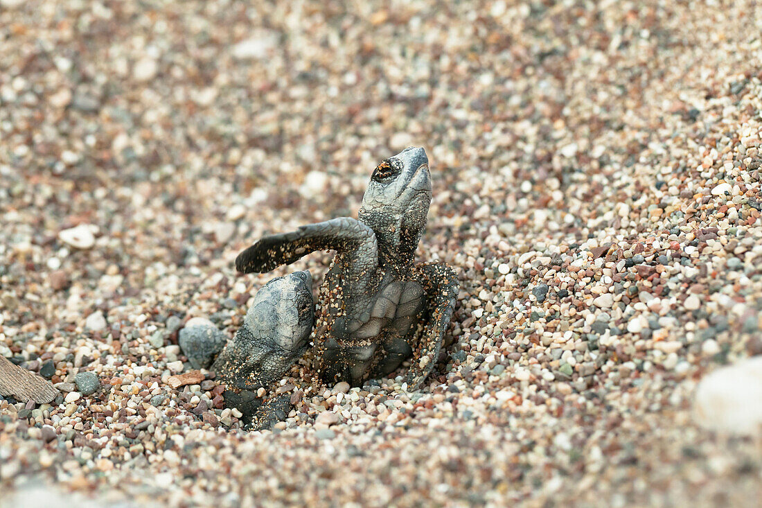 Loggerhead Sea Turtle (Caretta caretta) hatchlings emerging from sand, Lykia, Turkey