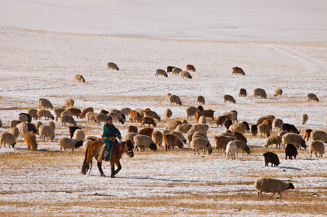 Domestic Sheep (Ovis aries) and Domestic Goat (Capra hircus) with shepherd out to pick up newborns and keep them warm in ger, northern Mongolia