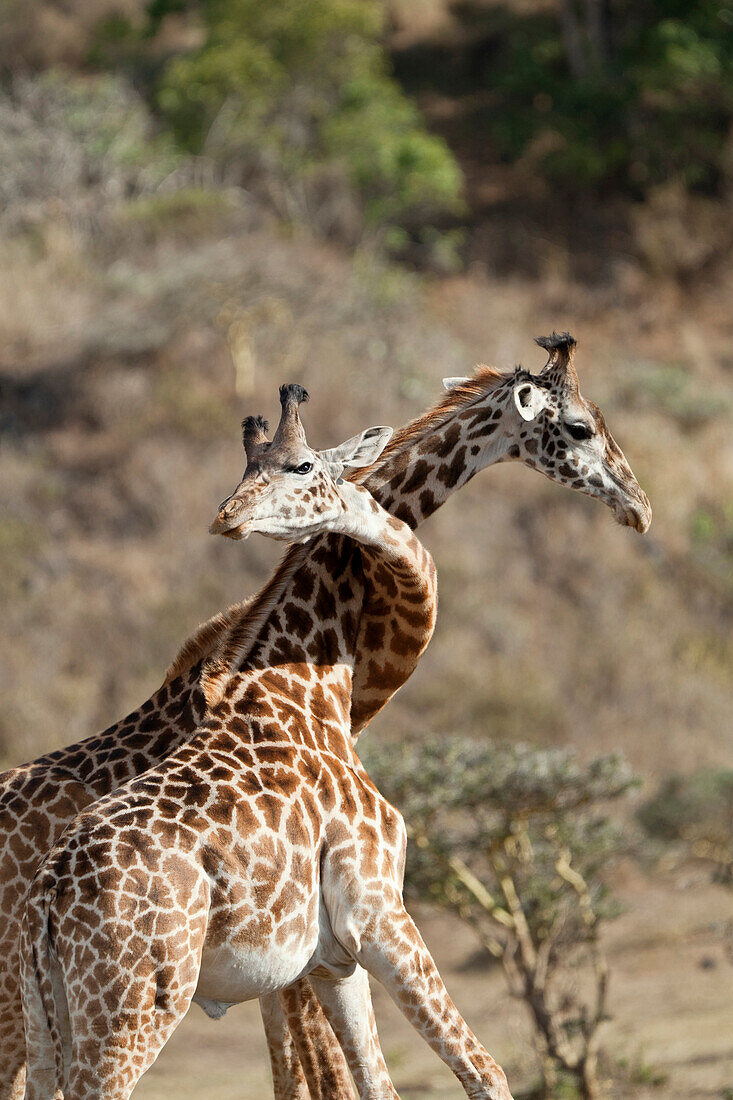 Masai Giraffe (Giraffa camelopardalis tippelskirchi) males fighting, Arusha National Park, Tanzania