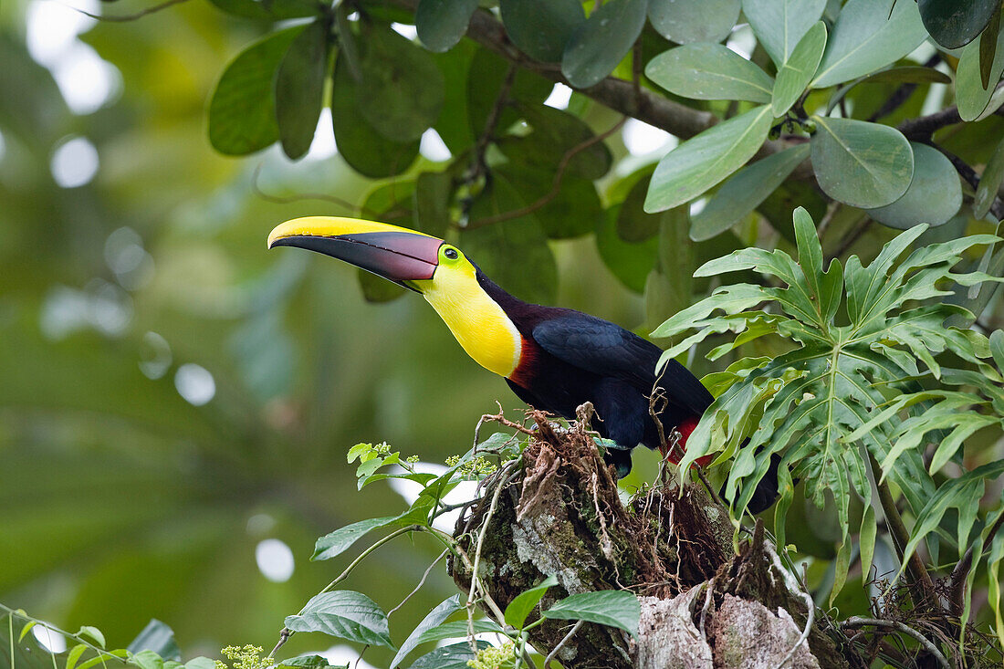 Black-mandibled Toucan (Ramphastos ambiguus), Costa Rica