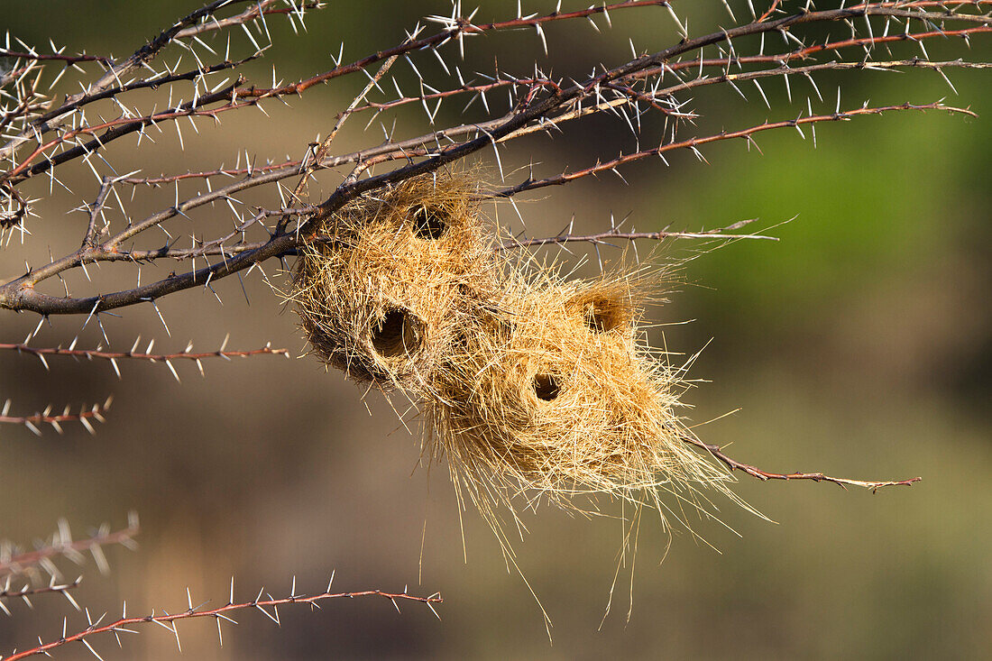 Grey-headed Social-Weaver (Pseudonigrita arnaudi) nests in Acacia (Acacia sp) tree, Ruaha National Park, Tanzania