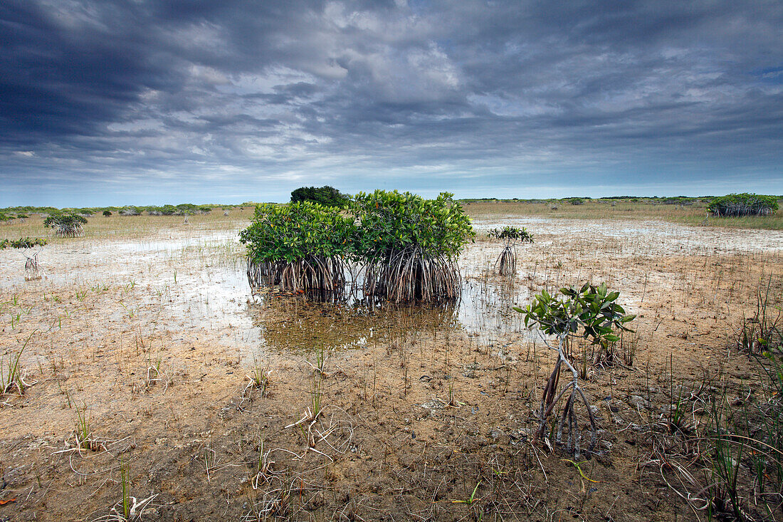 Black Mangrove (Avicennia germinans) stand in water, Everglades National Park, Florida