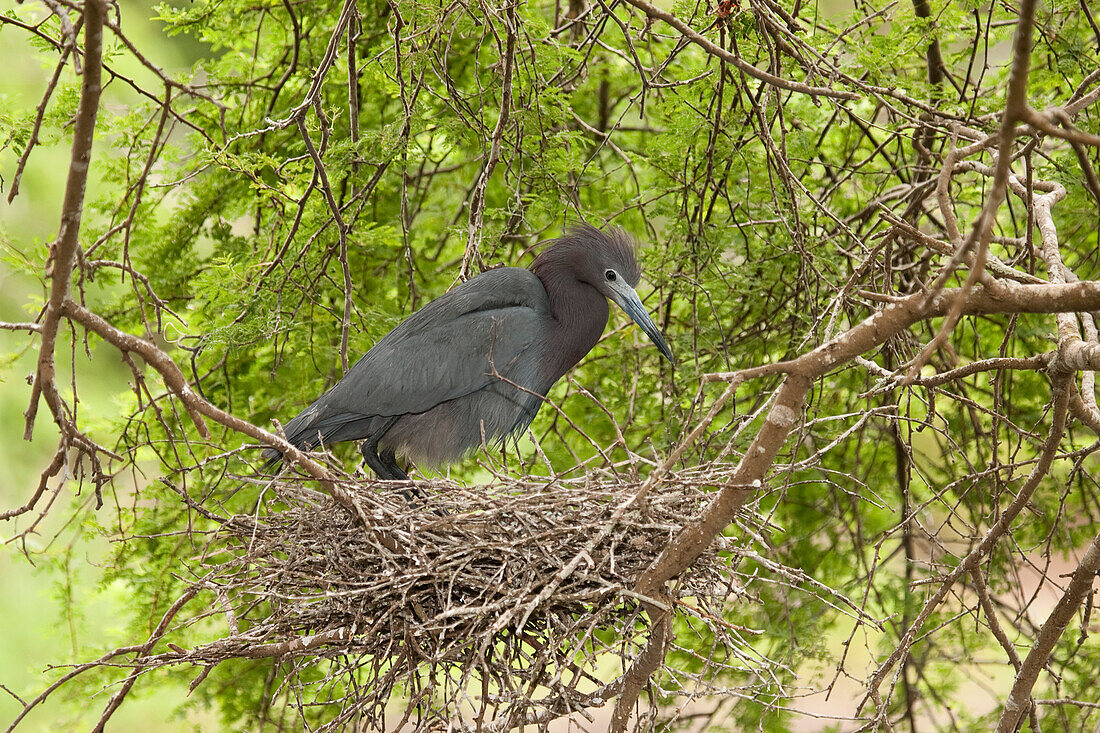 Little Blue Heron (Egretta caerulea) on nest, Rio Grande Valley, Texas