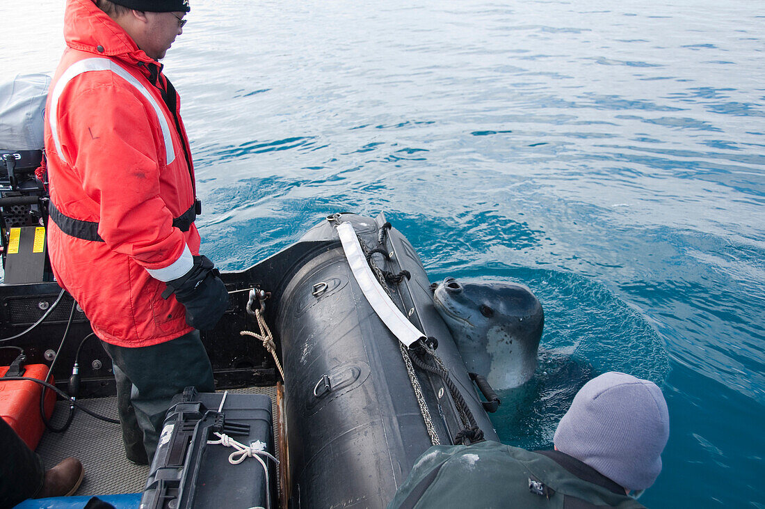 Leopard Seal (Hydrurga leptonyx) investigating zodiac and tourist, Antarctic Peninsula, Antarctica