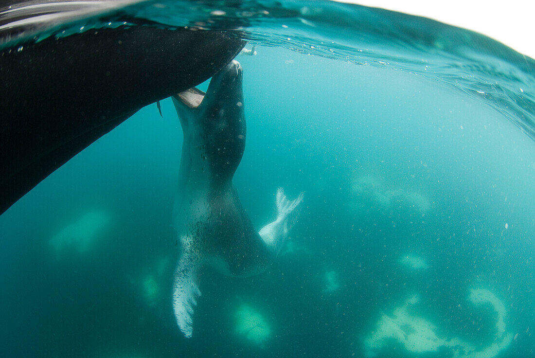 Leopard Seal (Hydrurga leptonyx) biting inflatable boat, Antarctic Peninsula, Antarctica