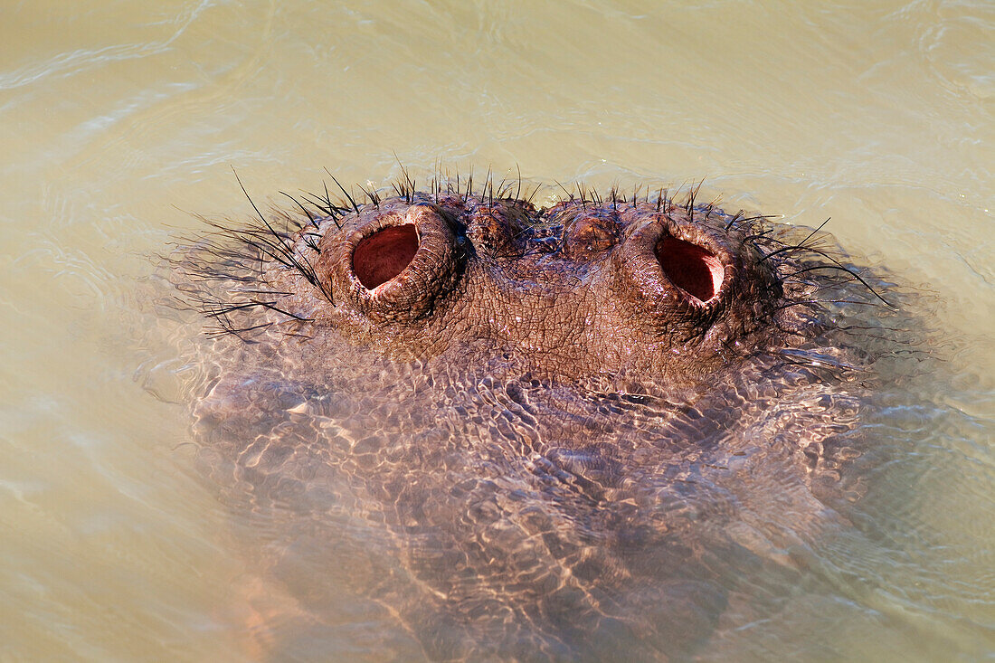 Hippopotamus (Hippopotamus amphibius) nostrils, Kruger National Park, South Africa