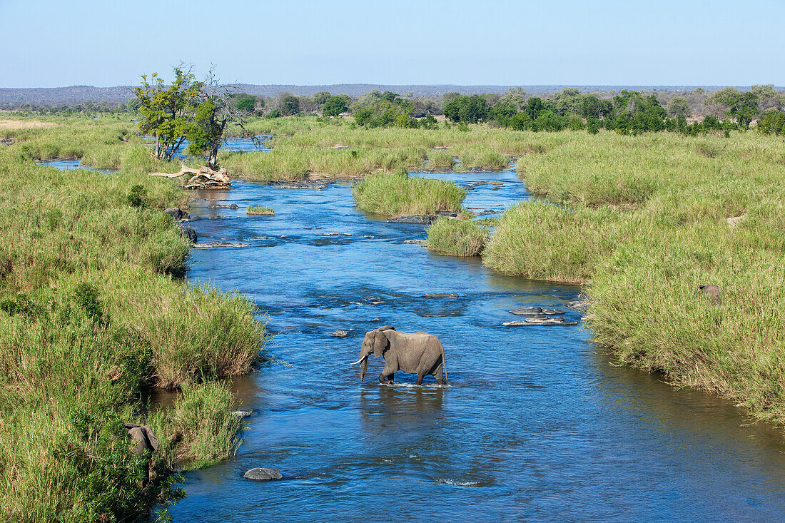 African Elephant (Loxodonta africana) crossing river, Kruger National Park, South Africa