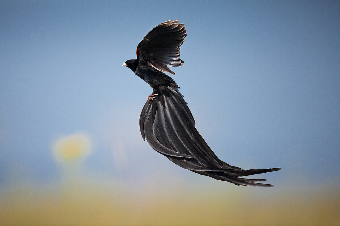 Long-tailed Widow (Euplectes progne) male displaying showing long tail feathers, Rietvlei Nature Reserve, Gauteng, South Africa