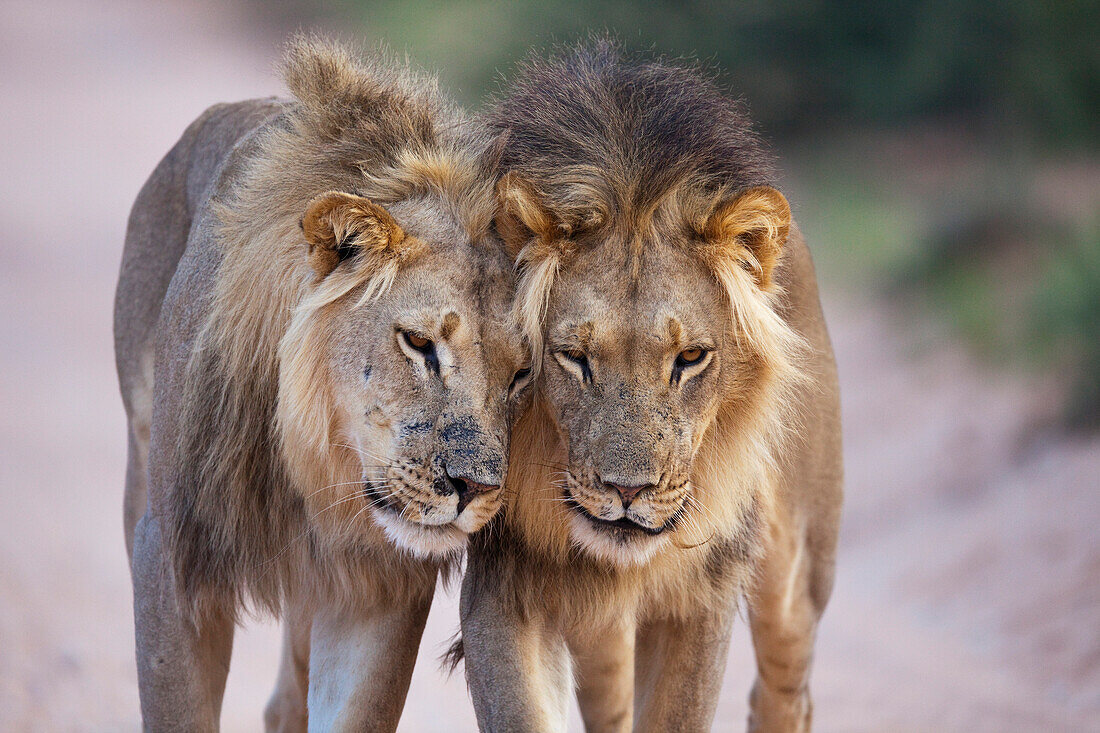 African Lion (Panthera leo) males, Kgalagadi Transfrontier Park, South Africa
