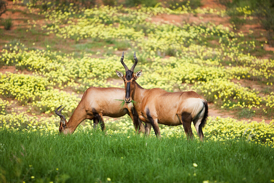 Red Hartebeest (Alcelaphus caama) feeding on grasses near Yellow Vine (Tribulus terrestris) flowers, Kgalagadi Transfrontier Park, Botswana