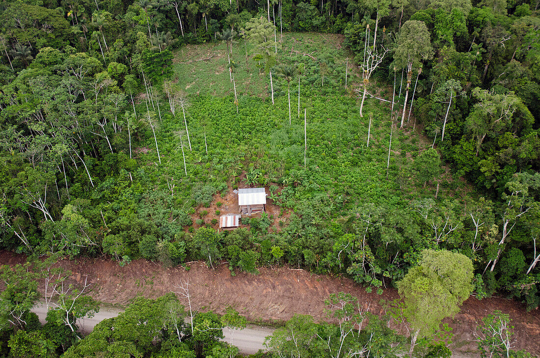 Clear cut near Maxus Road, originally an oil road, now showing colonization, Yasuni National Park, Amazon, Ecuador