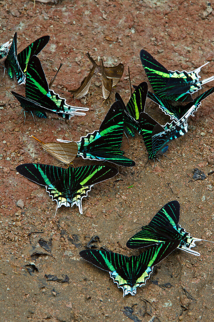 Day-flying Moth (Urania leilus) group sipping minerals, Yasuni National Park, Amazon, Ecuador