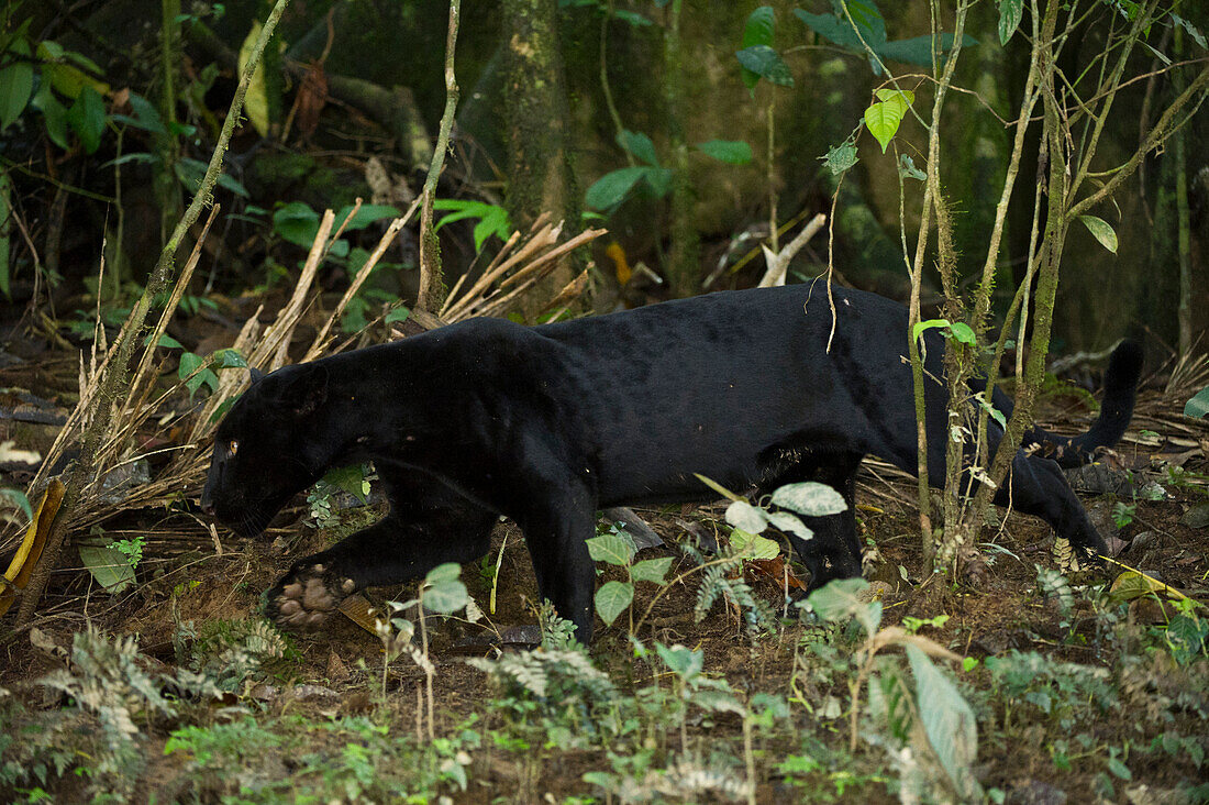 Jaguar (Panthera onca) melanistic individual, also called a black panther, Yasuni National Park, Amazon, Ecuador