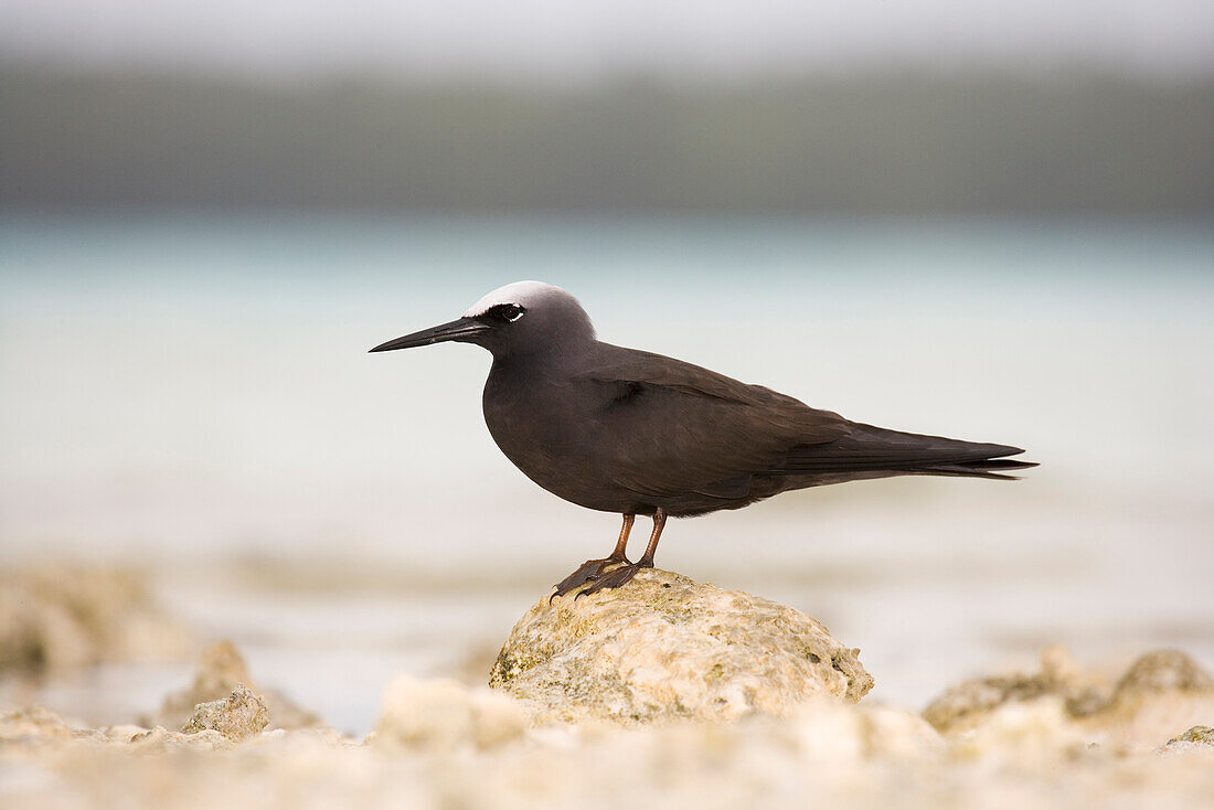 Black Noddy (Anous minutus), Cook Islands