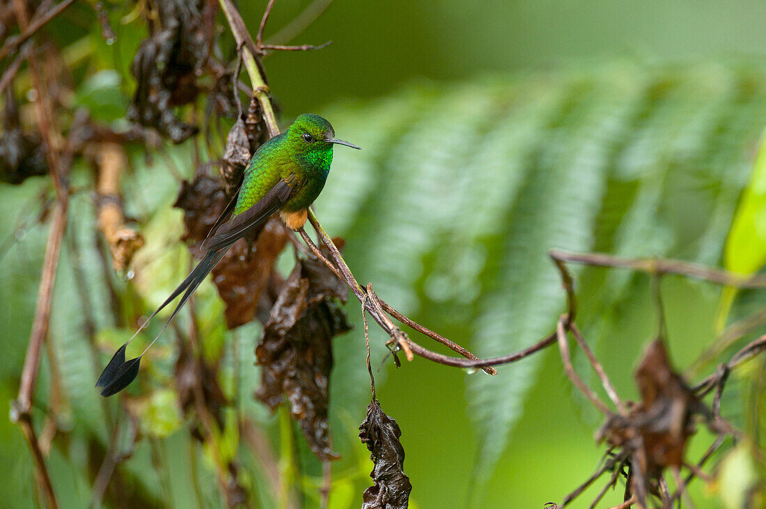 Booted Racket-tail (Ocreatus underwoodii) hummingbird male, Andes, Ecuador