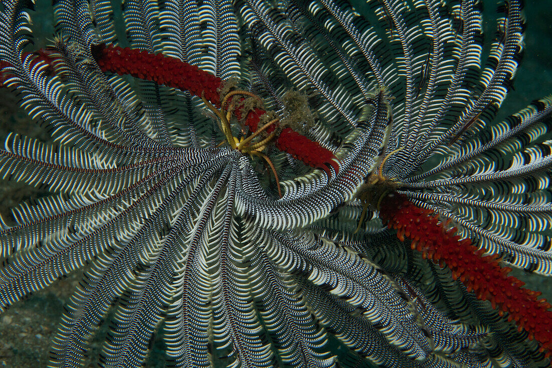 Feather Star (Oxymetra sp) pair showing clinging claws, Ambon, Indonesia