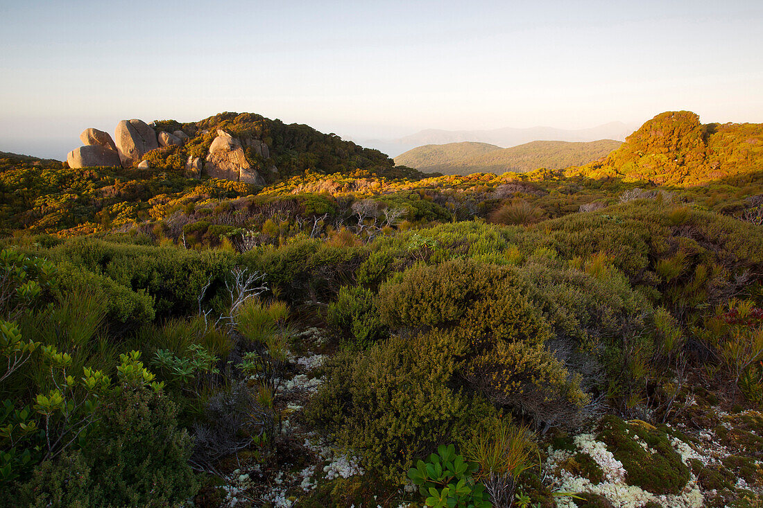 Shrubland habitat, Codfish Island, New Zealand