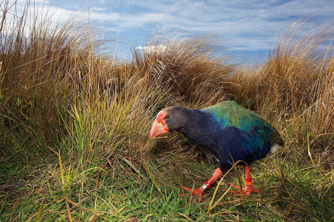 Takahe (Porphyrio mantelli), South Island, New Zealand