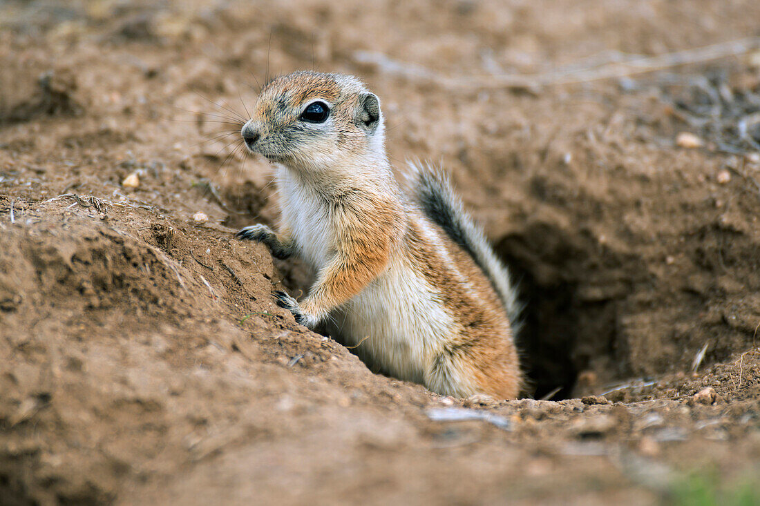 California Ground Squirrel (Spermophilus beecheyi) emerging from burrow, Carrizo Plain National Monument, California