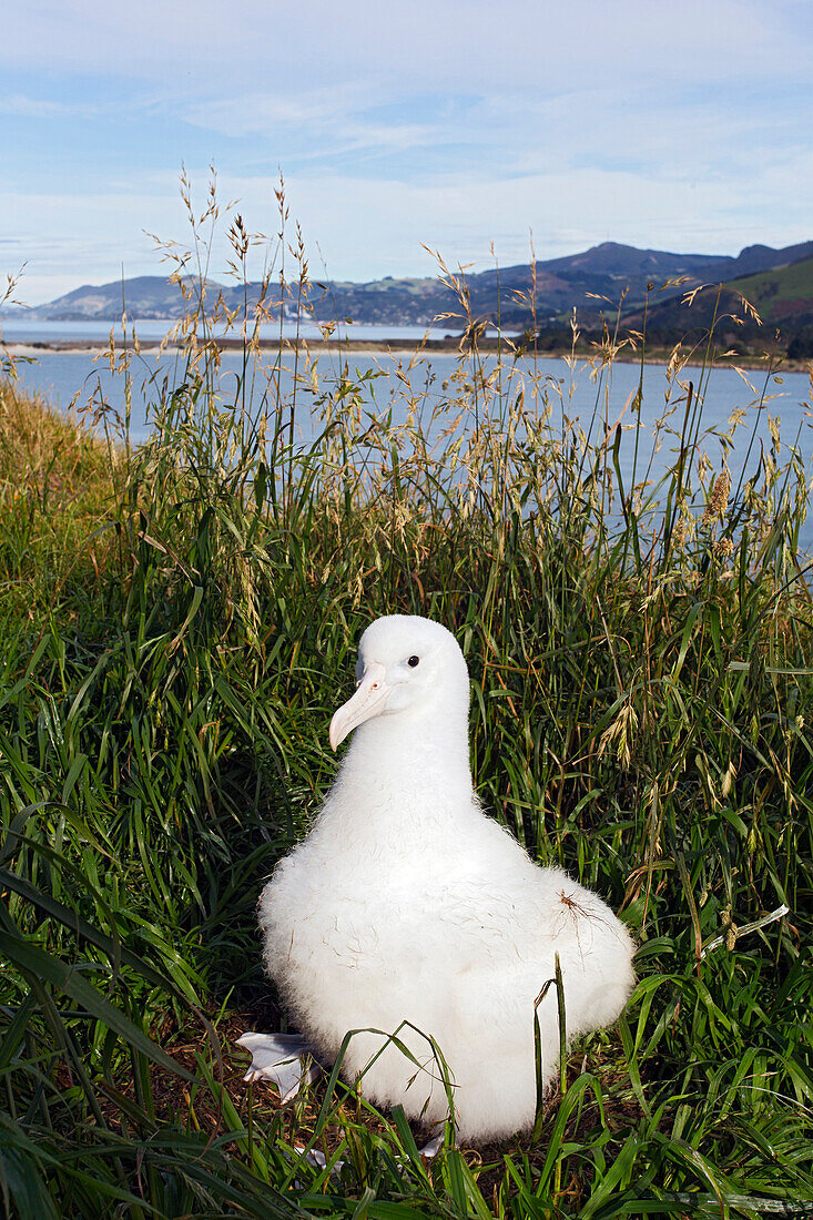 Northern Royal Albatross (Diomedea sanfordi) chick on nest, Taiaroa Head, Otago, New Zealand