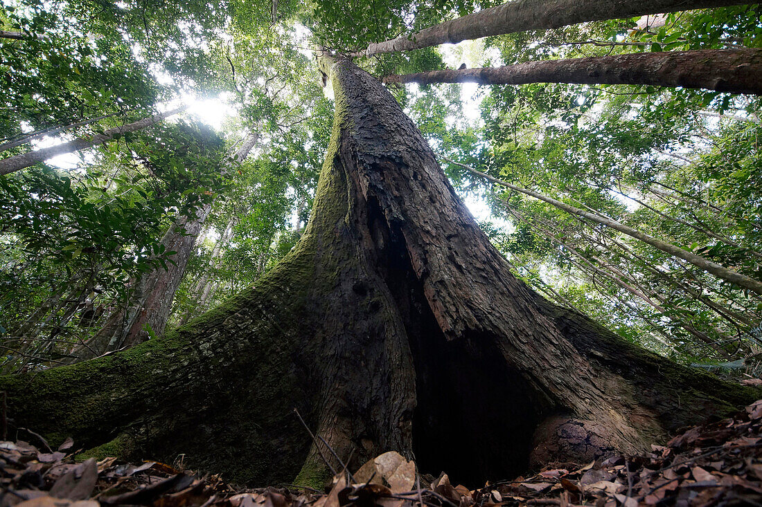 Buttressed rainforest tree, Maliau Basin, Malaysia