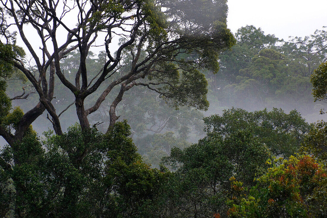 Rainforest with fog, Maliau Basin, Malaysia