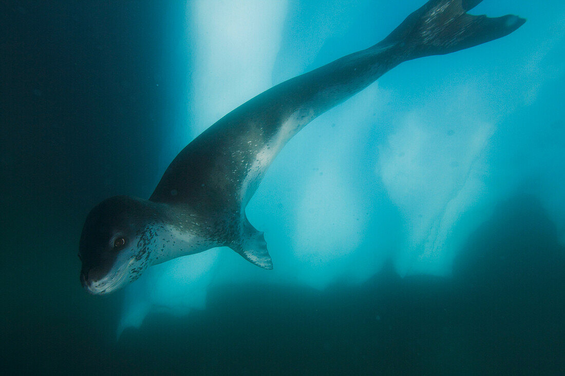 Leopard Seal (Hydrurga leptonyx), Antarctic Peninsula, Antarctica