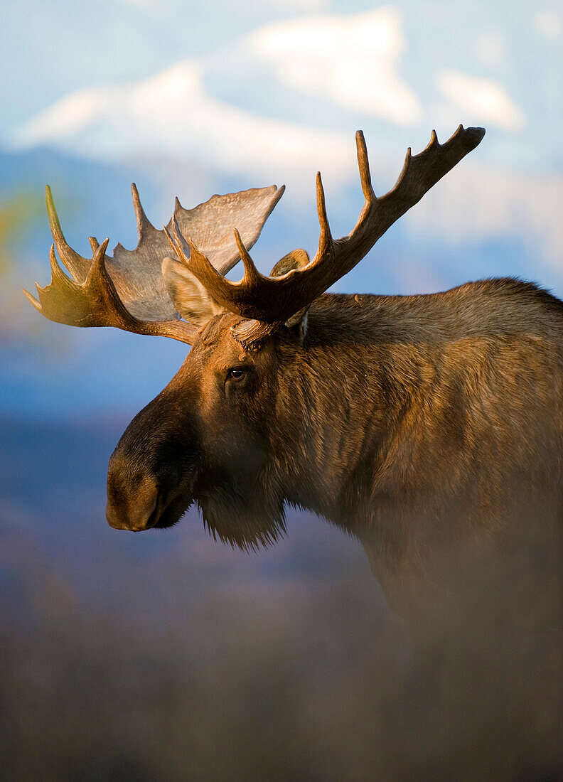 Moose (Alces alces) bull, North America