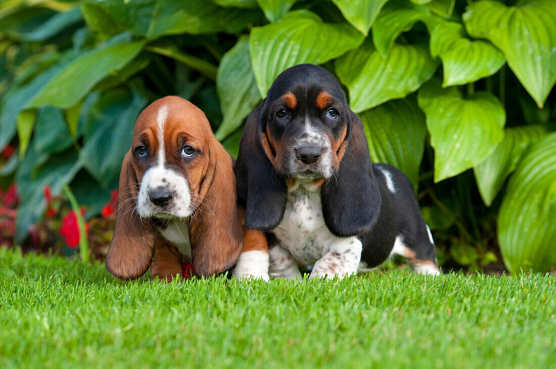 Basset Hound (Canis familiaris) puppies