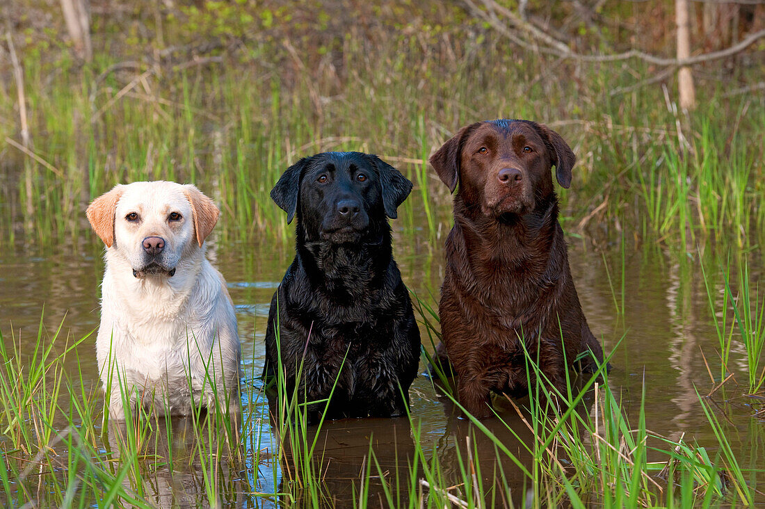 Labrador Retriever (Canis familiaris) trio in water