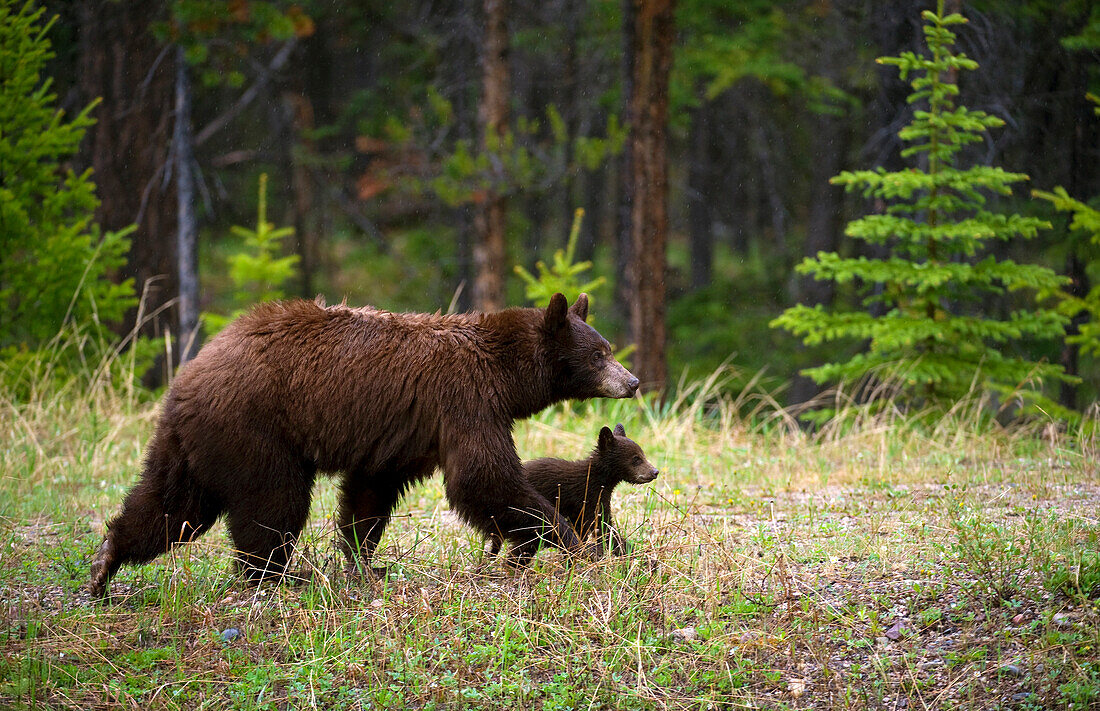 Black Bear (Ursus americanus) mother and cub, North America