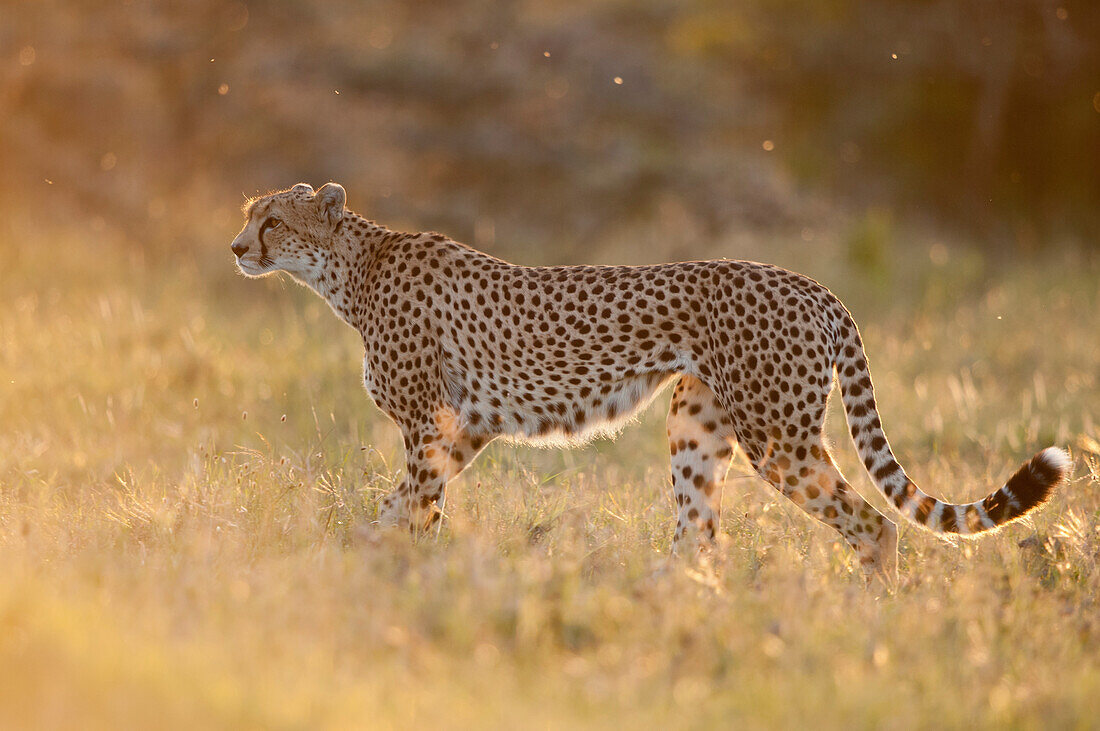 Cheetah (Acinonyx jubatus) in grassland, Ol Pejeta Conservancy, Kenya