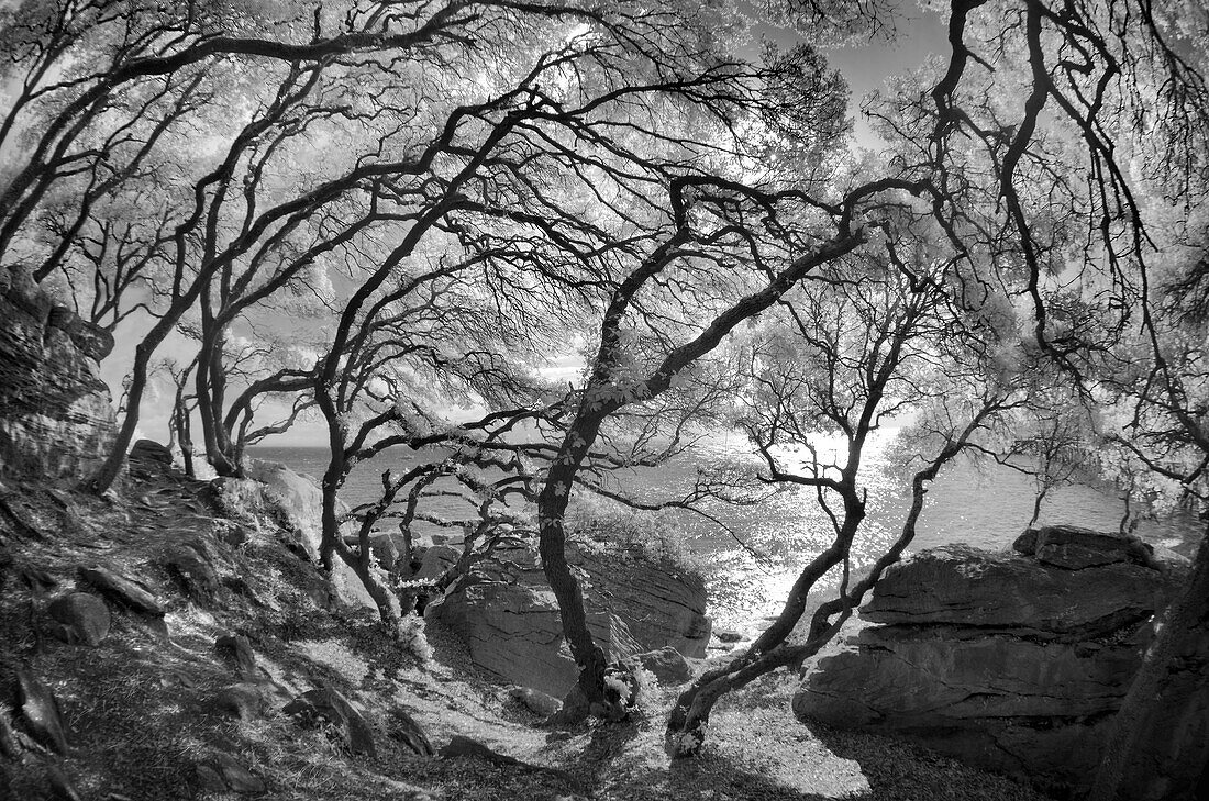 Oak (Quercus sp) trees, Noirmoutier Island, France