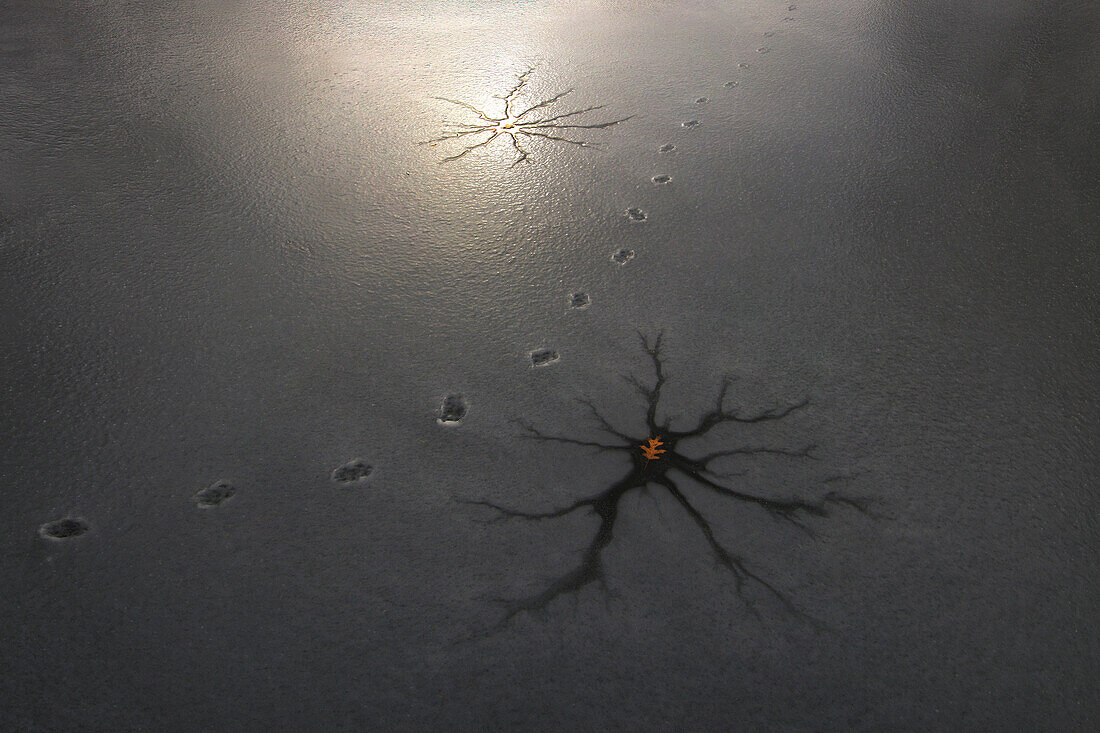 Fox tracks on frozen lake, Superior National Forest, Minnesota