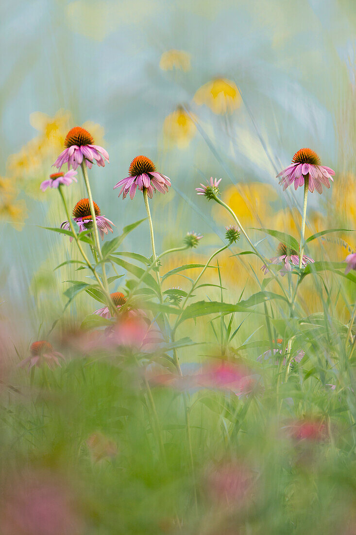 Prairie Coneflower (Ratibida pinnata) flowers