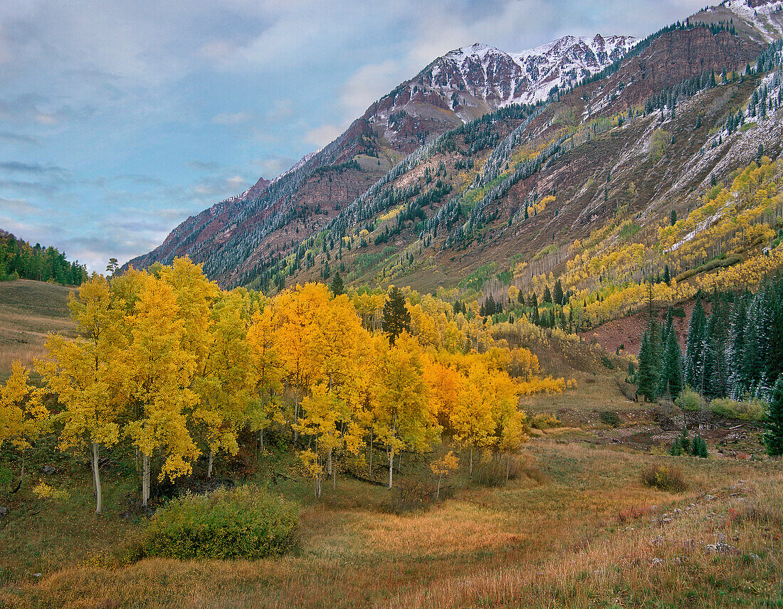 Cottonwood (Populus sp) trees in autumn near Maroon Bells, Colorado