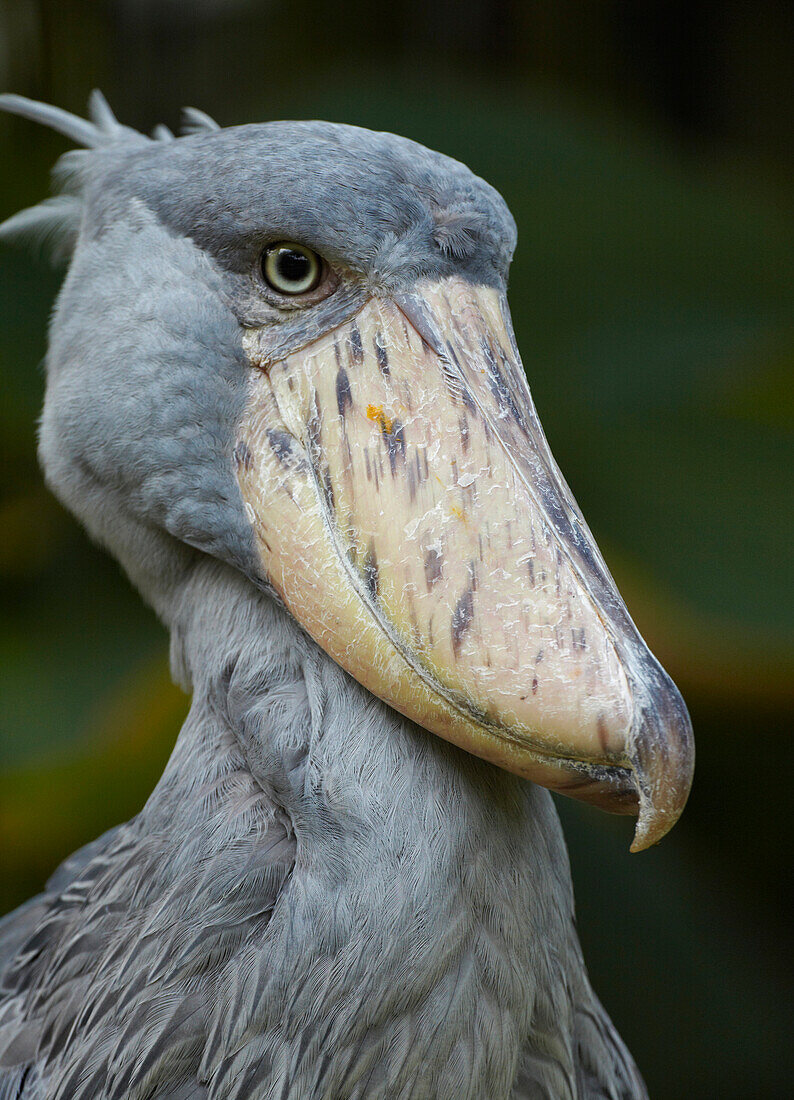 Shoebill (Balaeniceps rex), Jurong Bird Park, Singapore