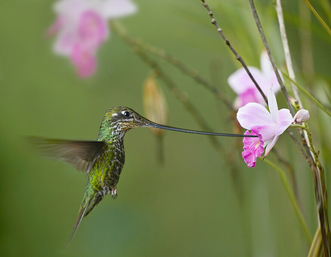 Sword-billed Hummingbird (Ensifera ensifera) feeding on flower nectar, Ecuador