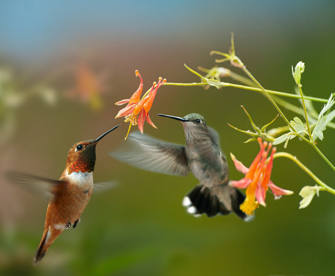 Rufous Hummingbird (Selasphorus rufus) male and Black-chinned Hummingbird (Archilochus alexandri) female feeding on flower nectar