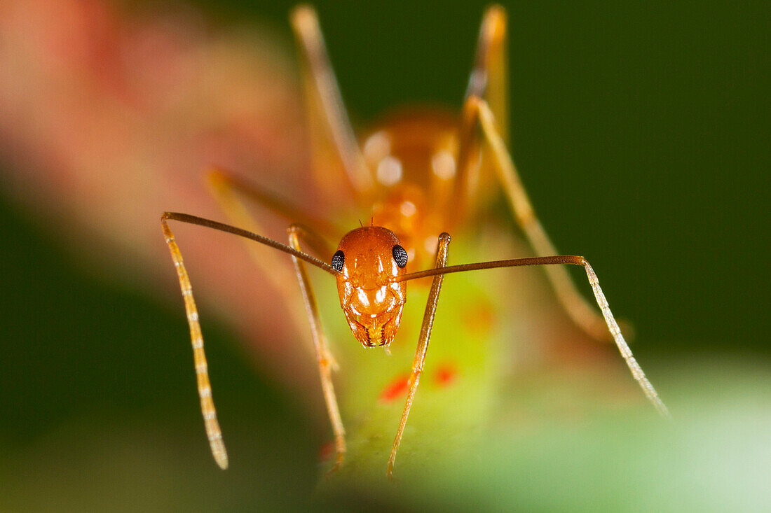 Yellow Crazy Ant (Anoplolepis gracilipes) guarding red scale insects, Christmas Island National Park, Christmas Island, Australia