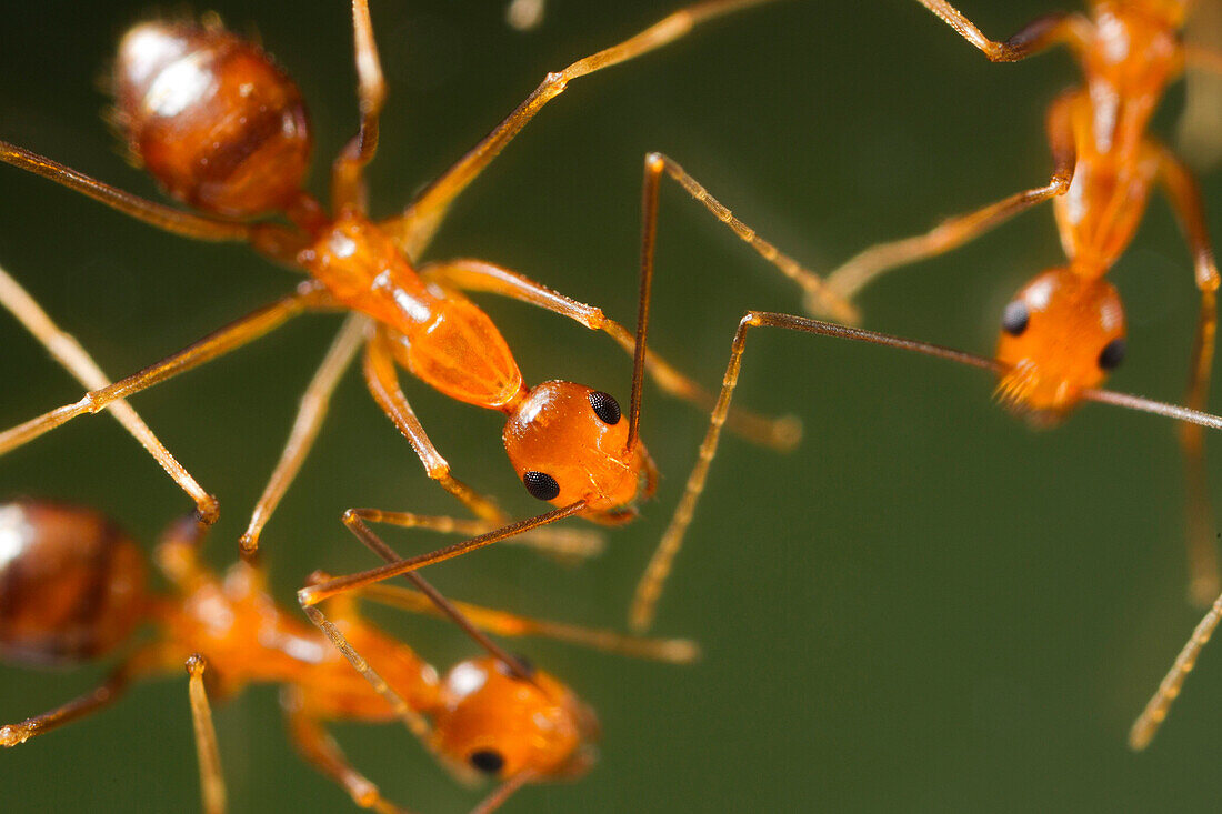 Yellow Crazy Ant (Anoplolepis gracilipes) trio, Christmas Island National Park, Christmas Island, Australia