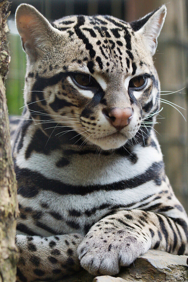 Ocelot (Leopardus pardalis), Costa Rica