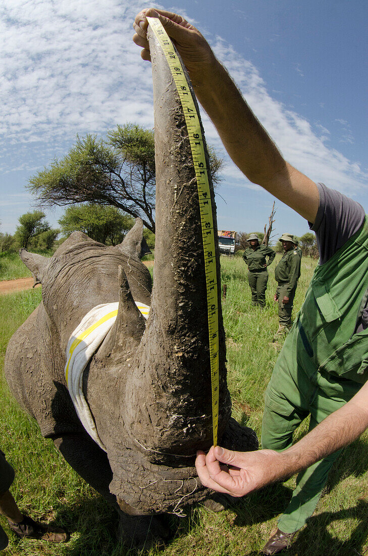White Rhinoceros (Ceratotherium simum) sedated for transportation with veterinarian Kester Vickory measuring horn, South Africa