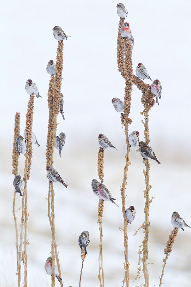 Common Redpoll (Carduelis flammea) flock in winter, Troy, Montana