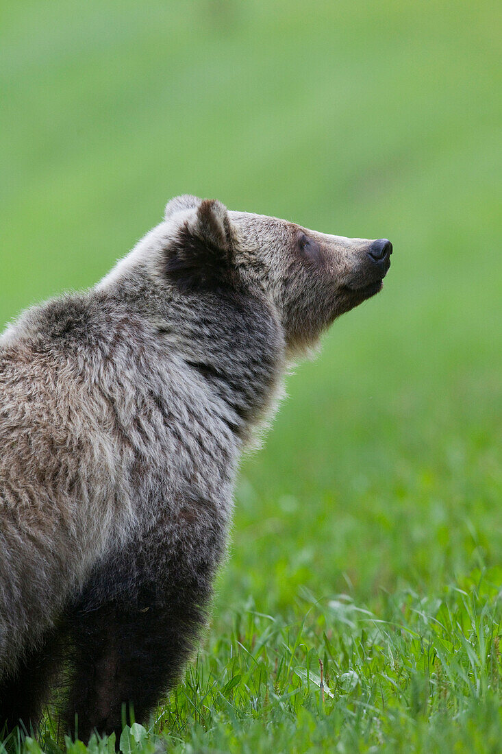 Grizzly Bear (Ursus arctos horribilis), Jasper National Park, Alberta, Canada