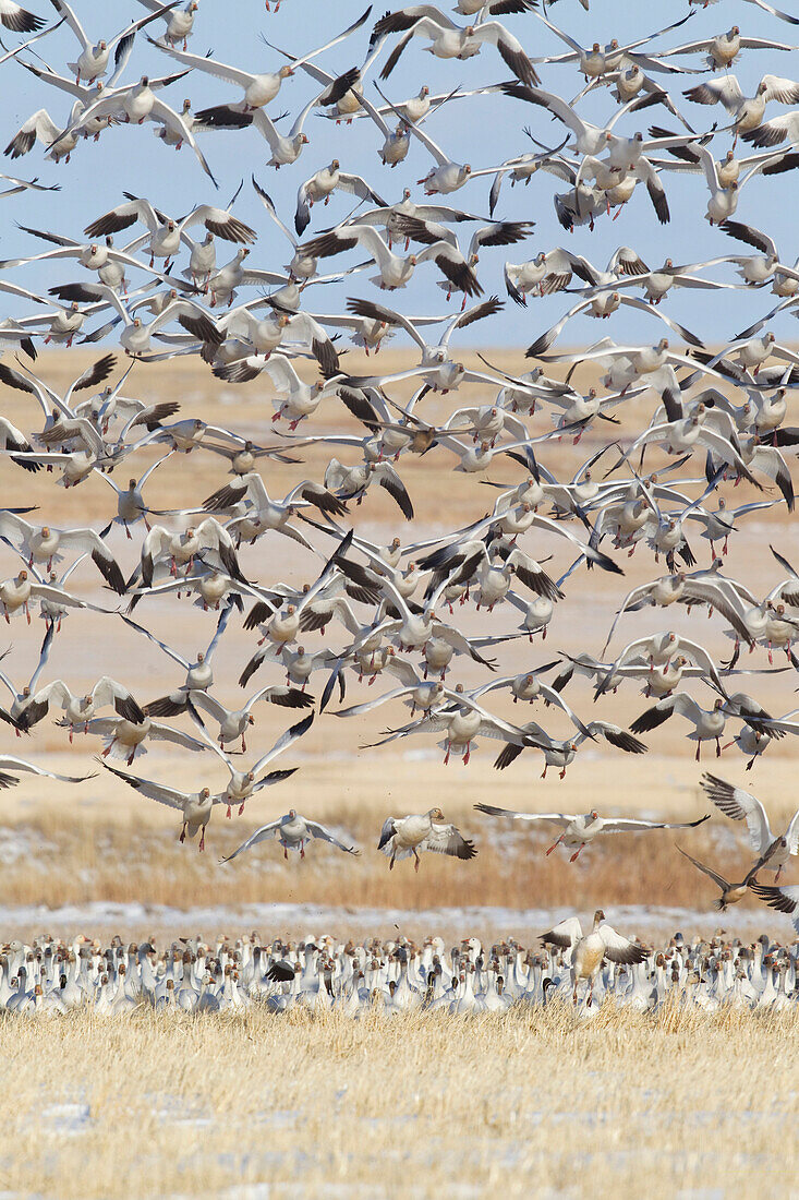 Snow Goose (Chen caerulescens) flock taking flight, Fairfield, Montana